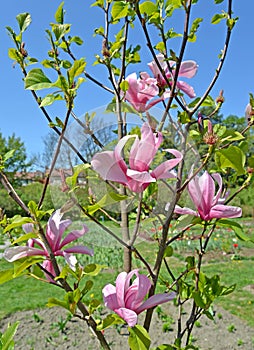 Pink flowers of a magnolia of Sulanzha Magnolia Ãâsoulangeana Soul. - Bod